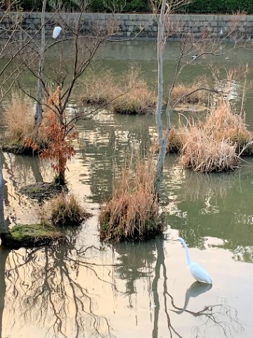 この池は野鳥が集まるせいか、ごついカメラを構えたみなさんをよく見かけます。ちょっと真似してみましたが、やっぱり良い写真はそう簡単には撮れませんね。