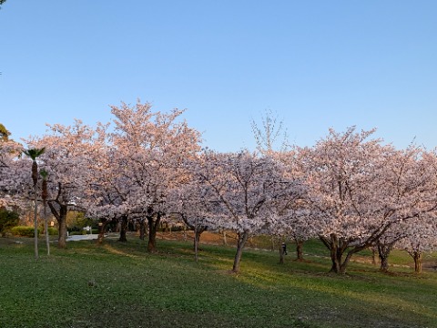 １週間サボっている間に桜は満開です。