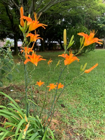 今日の花壇の花は、どうやらノカンゾウのようです。　オレンジ色が鮮やかです。