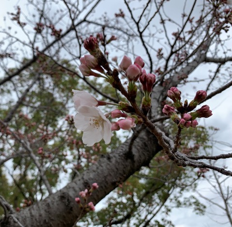 今日はやっぱりこれでしょう。　福岡の気象台が17日に全国で最も早く桜の開花を宣言しました。　たしか６年ぶりの全国トップだそうで、自分ががんばったわけでもないのになんだかちょっと誇らしい気分です･･･