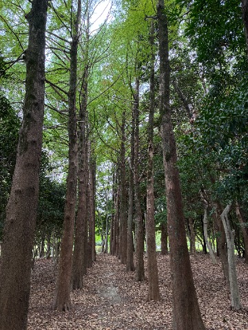 何度かご紹介したことがありますが、ラクウショウの小径の現在です。　春日公園の中でも知る人ぞ知る景色です。