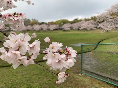 それにはやっぱり桜が欠かせません。 まだ満開ではないようですが、私も次に来るのがいつになるかわかりませんので、今日ご紹介しておきます。