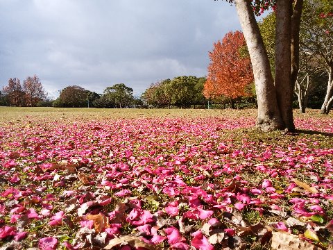 春日公園の足元では、昨日の黄金色に続いて今回はピンク、サザンカ（山茶花）の花びらを敷き詰めた絨毯です。