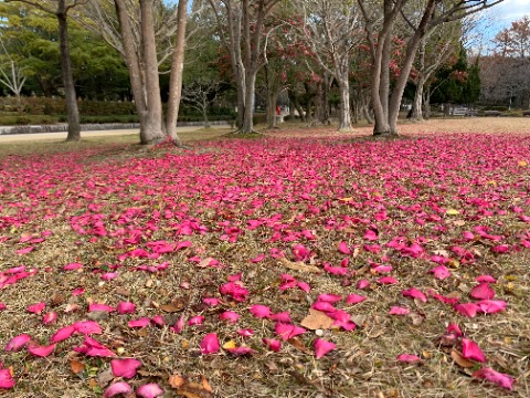 山茶花の花びらでピンクのカーペットが広がっています。　毎年この時季の、私のお気に入りの光景です。