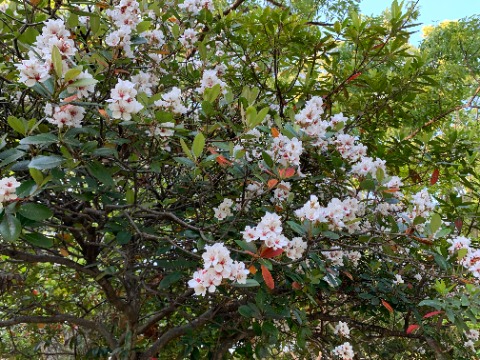 周回路沿いでは唯一この木だけが華やかに花を咲かせています。　シャリンバイらしいです。