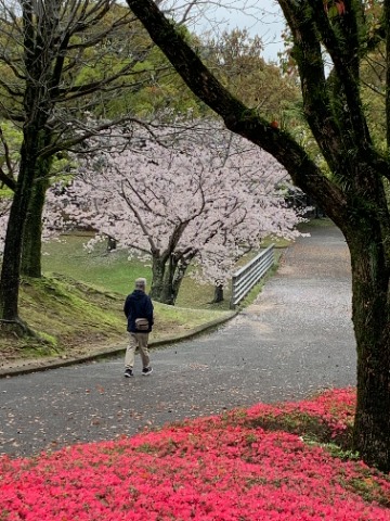 しばらく彩りの乏しかった公園も、あちこちにカラフルな被写体が見られて目移りがします。　もちろん桜が今の主役ですが、もうクルメツツジもしっかり咲いています。　このあとヒラドツツジも加わって、次の主役となることでしょう。