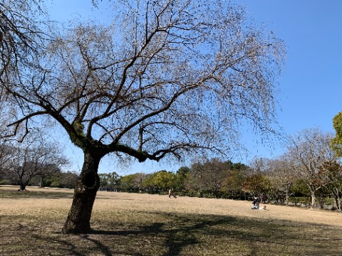 日差しを浴びた芝生広場には親子連れの皆さん。　（たぶん）しだれ柳はまだ枯れ枝でももう春の気配を感じます。