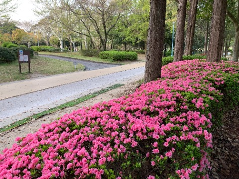 公園内には花の大きいヒラドツツジが多いのですが、今はそれに先立って小ぶりな花のクルメツツジが咲き誇っています。