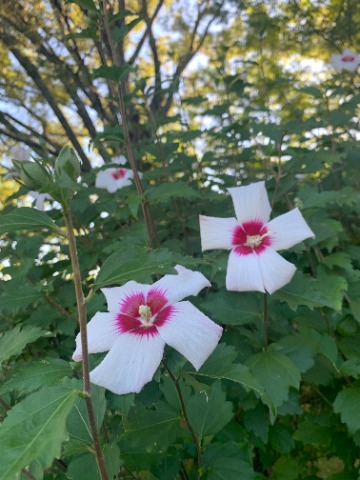 今日のお花は木槿。これもほぼ毎年アップしている気がします。韓国の国花ですね。