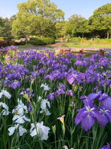 自然風庭園では花菖蒲が盛りで、紫と白色の対比がきれいです。　そういえば私のガーミン230と同じ色！