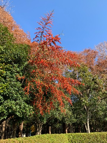 ということでこれも今日の画像です。　　ピラカンサの真っ赤な実がびっしりついた枝が風に揺れていました。