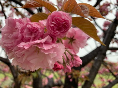 ソメイヨシノはもう若葉の緑のほうが目立つようになりましたが、この八重桜はまだ満開前です。 昔この花が桜餅に見えると言った友人がいましたが、若葉の色と合わせてみるとたしかにそう見えてくる気がします。