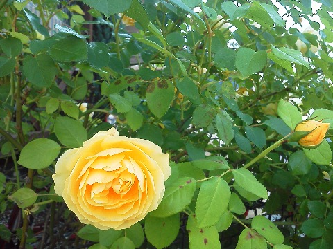 昨日今日とバラが続いちゃいますが，今日はクリーム色のバラです．春日公園ではなくて，途中のよそのお宅です．あんまりきれいだったので勝手に写させてもらいました．