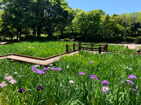 自然風庭園の菖蒲苑ではもう花菖蒲（かな？）が咲き始めています。