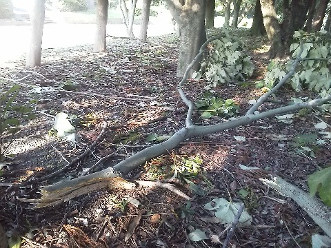 周回路近辺でもこんな大きな枝が落ちていましたし，中央部ではもっと太い枝も折れていました．