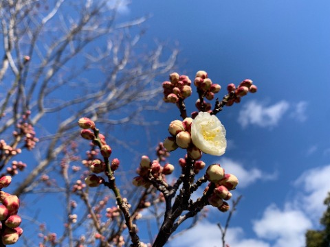 あちこちから梅開花の情報が聞こえてきますが、春日公園ではまだまだですね。　この木では一分咲きどころかほんとにこの一輪だけ！　一厘咲きといったところでしょうか。　でも周りのつぼみももうスタンバイOK。すぐに次々と咲いてくれるでしょう。