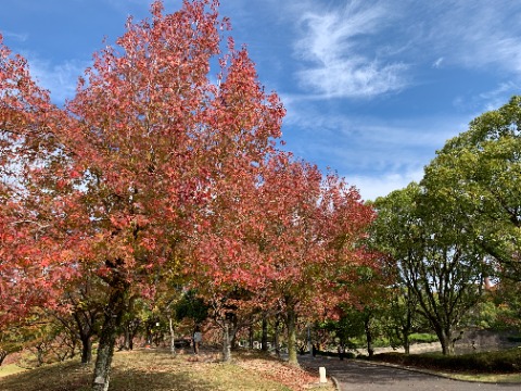 春日公園ももうしっかり紅葉シーズン。一番初めに色づくこのモミジバフウも青空に映えてきれいです。