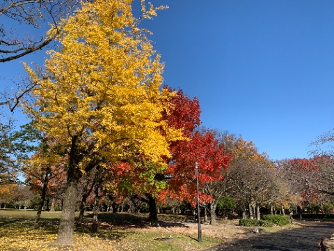 ご無沙汰している間に公園の紅葉・黄葉が進んでいます。　常緑樹もあり既に落葉して枝だけの木もあり、「みんなちがってみんないい」ですね。