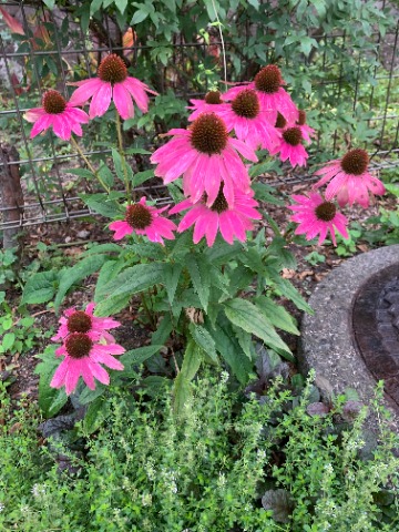 今日のお花はムラサキバレンギク。バレンってあの版画で使うやつ？と思ったら、江戸の火消しが纏（まとい）を振り回したら房飾りが広がりますよね。あの房飾りが馬簾だそうです。なるほど！