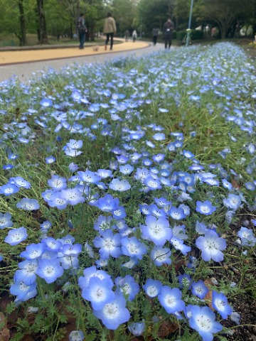 ネモフィラが盛りです。赤やピンクの花が多い中で、この青色は涼しげで好きです。
