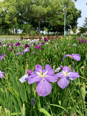 ２週間空くと写真のネタも増えていましたが、今日はやっぱり今が盛りの花菖蒲にしましょう。