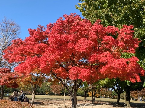 公園の中で、このイロハモミジの紅葉が一番鮮やかなようで、撮影スポットにもなっているようでした。