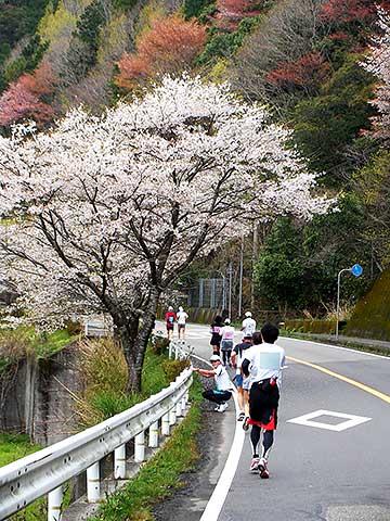 「さくらマラソン」と銘打つだけあり、沿道に桜が多数植えられて、お花見ランをすることができる。また、萌え出した若葉も彩りを添えて、春の山肌は秋以上にカラフルである。