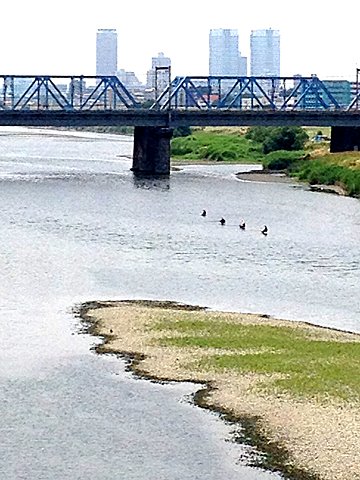 少雨のため、多摩川の水量が減り、浅瀬が陸地に。近くでは、解禁になった鮎釣りが見られました。