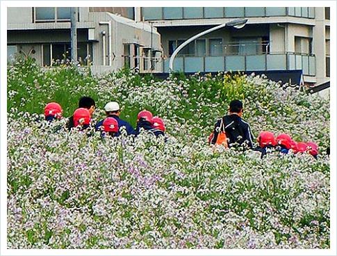 多摩川河川敷の野花と赤いヘルメット