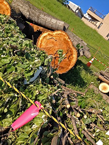 伐採予告のあった巨木は、予告通り切り倒されていました。幹が腐っていたり、虫に食い荒らされていたりはしていないようです、、、