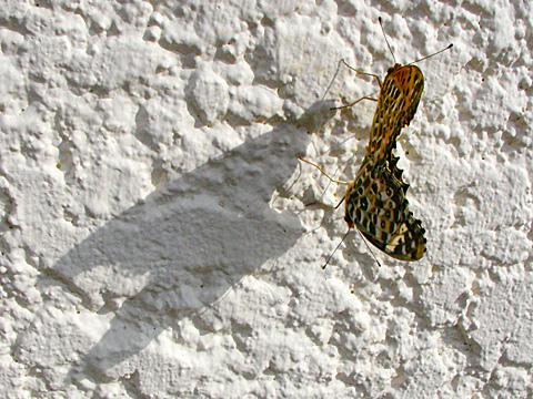 自宅近くの壁で蝶のつがいが休憩していました。これが本当の蝶番。