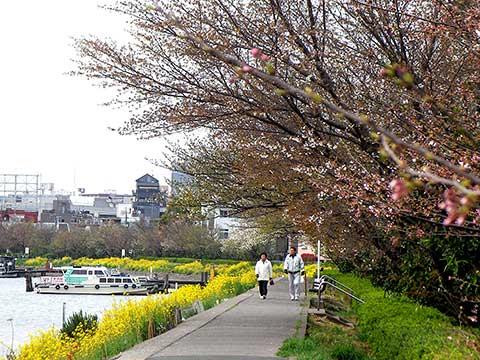 鯨浜附近の運河の遊歩道。桜は来週が見頃でしょう。