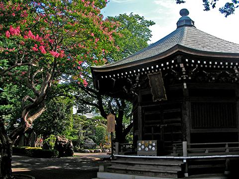 野川神明社のすぐ近くにある影向寺の中の太子堂と見事な百日紅。とても綺麗なお寺さんでした。お勧め。