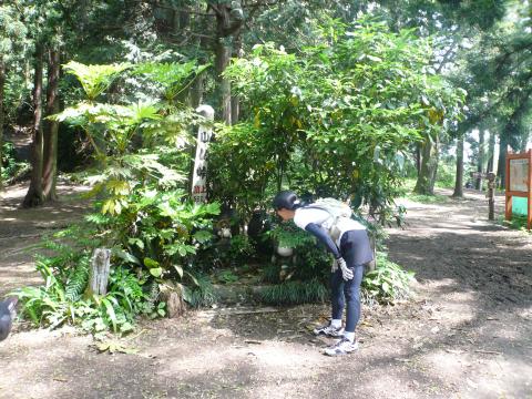 狸がお花に見えちゃいます!
