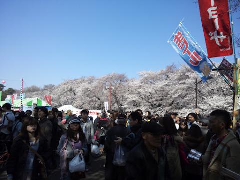 こ、小金井公園!!