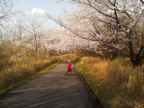愛知池の桜トンネルです