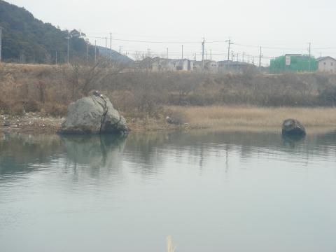 五十鈴川左岸から対岸の「割れ石」を写す