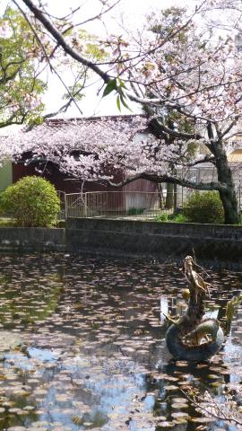 朧（おぼろ）が池の桜。
龍が桜を狙っているように見える。(^_^)