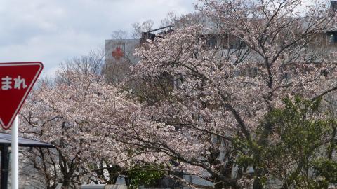 伊勢日赤の裏の桜。ほぼ満開