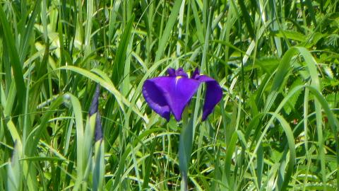 １つだけ咲いていた。（^_^）
もの凄く鮮やかな濃い紫！　DEEP PURPLEだ！（^_^）