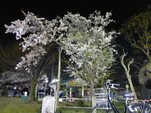 桜並木から500mくらい街中にある公園。