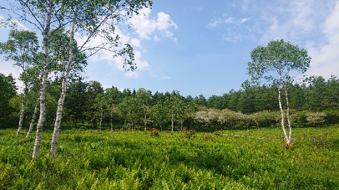 入笠湿原のシダと白樺。