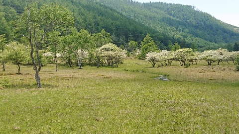 大阿原湿原。