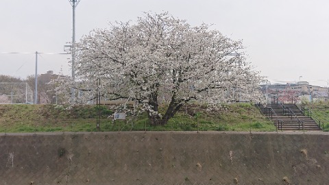 境川を南下、グランド横。ここの桜は白い花びら。