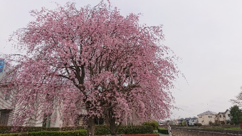 更に北に大きな垂れ桜を発見。見頃は初めて。