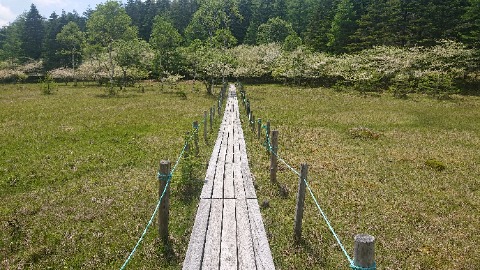 大阿原湿原の木道。