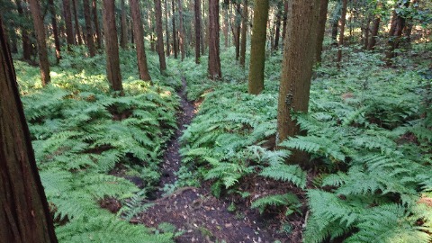 三保市民の森の「プロムナード」ルート。シダに覆われアップダウンもあり、とても散歩道ではない。ちょいピンぼけ。