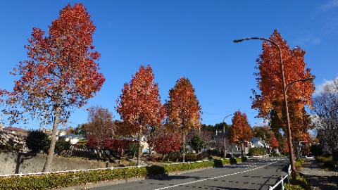 天気が良いと紅葉も映える。