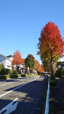 冬場は太陽が低いので、横からの陽射しも紅葉をキレイに見せる。