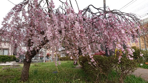 すいどう道入口の垂れ桜。こちらは濃いピンク。